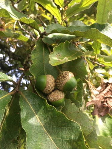 Quercus peduncularis