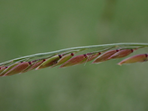Eriochloa