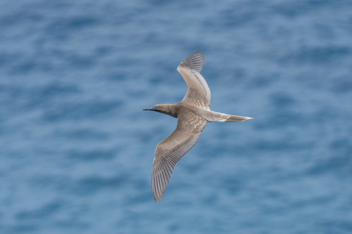 Red-footed Booby