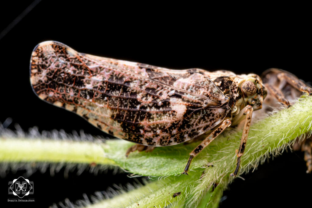 Tigani Insect Tongini from Kinabalu Park, Ranau, Sabah, 马来西亚 on July 18, 2023 at 02: ...