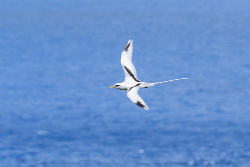 White-tailed Tropicbird