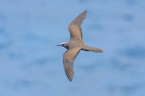 Brown Noddy