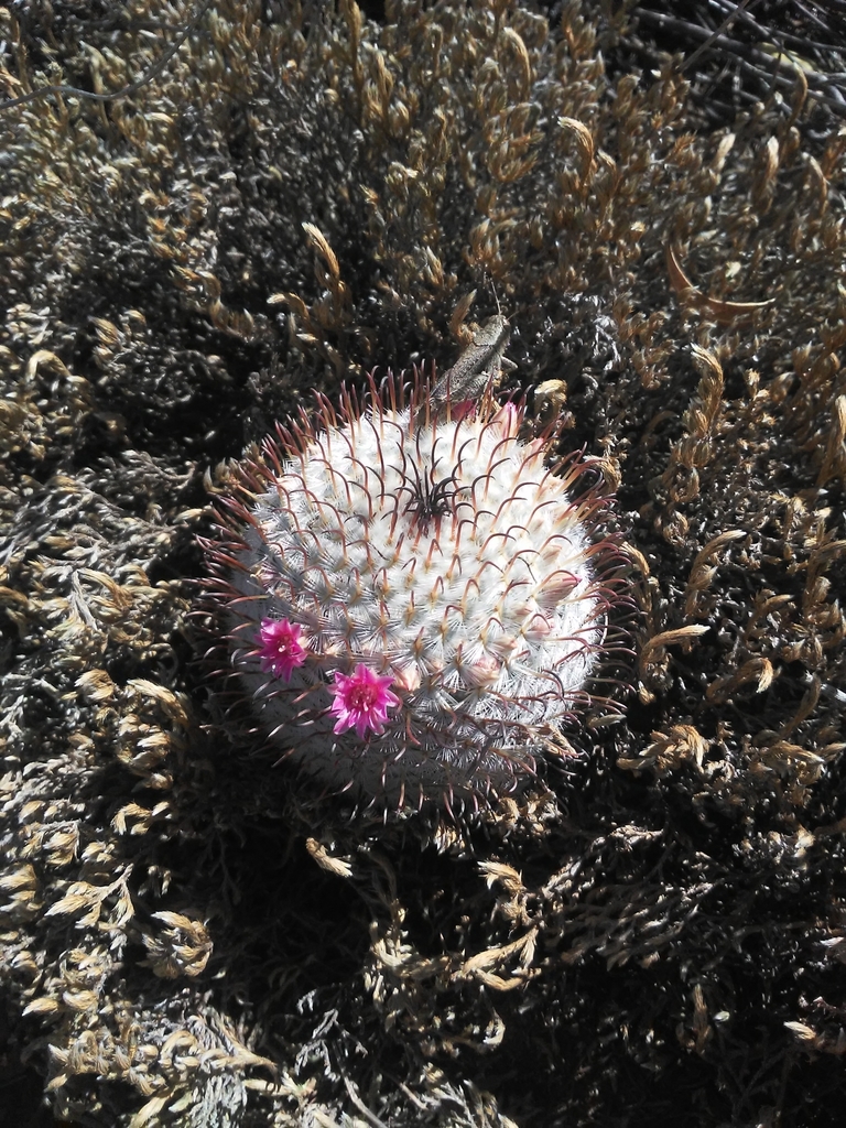Mammillaria perezdelarosae  iNaturalist