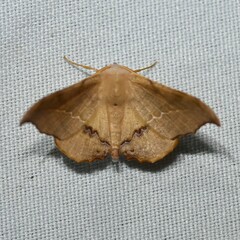 Image of Patalene asychisaria