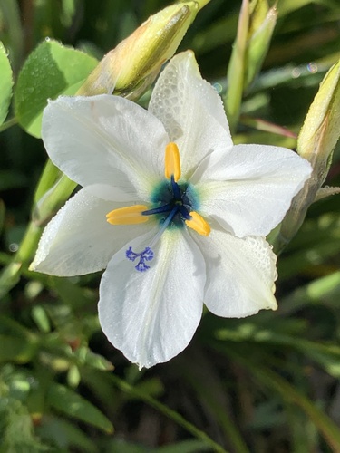 Aristea cantharophila Goldblatt & J.C.Manning