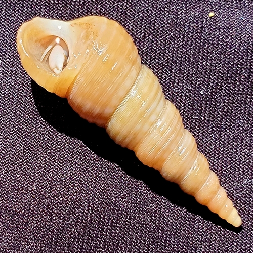 Mesalia mesal