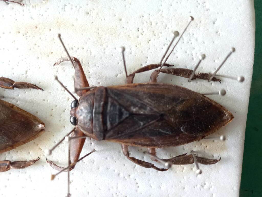 AustralianAsian Giant Water Bug from Forestry Rd, Paluma QLD 4818澳洲 on December 22, 2022 at 07