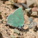 Callophrys mystaphioides - Photo (c) Mohammad Reza Ehsanimarani, all rights reserved, uploaded by Mohammad Reza Ehsanimarani