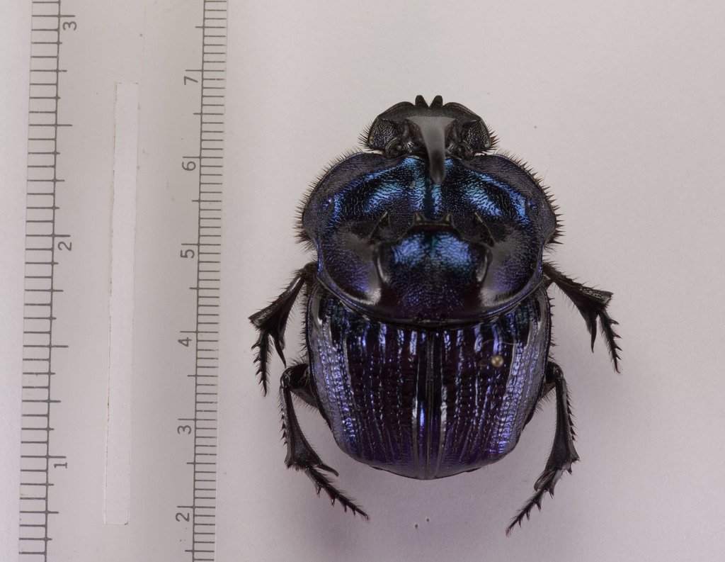 Giant Dung Digger (Coprophanaeus lancifer) · iNaturalist