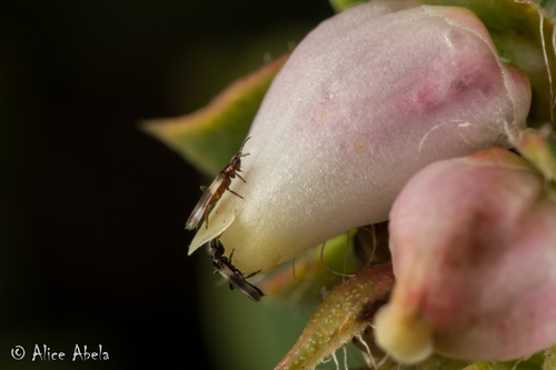 Orothrips