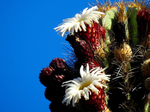 Indian Comb