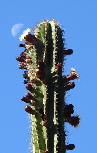 Indian Comb