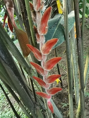 Heliconia vellerigera image