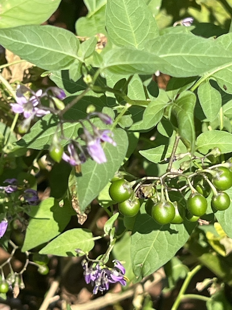 bittersweet nightshade from 103 St, New York, NY, US on August 5, 2023