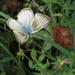 Polyommatus menalcas - Photo (c) Karen Nichols, all rights reserved, uploaded by Karen Nichols