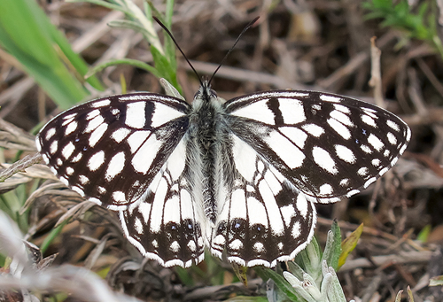 Spanish Marbled White