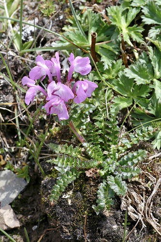 rattle lousewort (Pedicularis rhinanthoides)