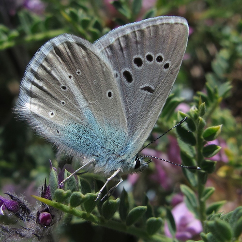 Polyommatus baytopi