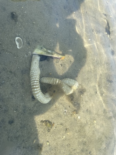 Knobbed Whelk