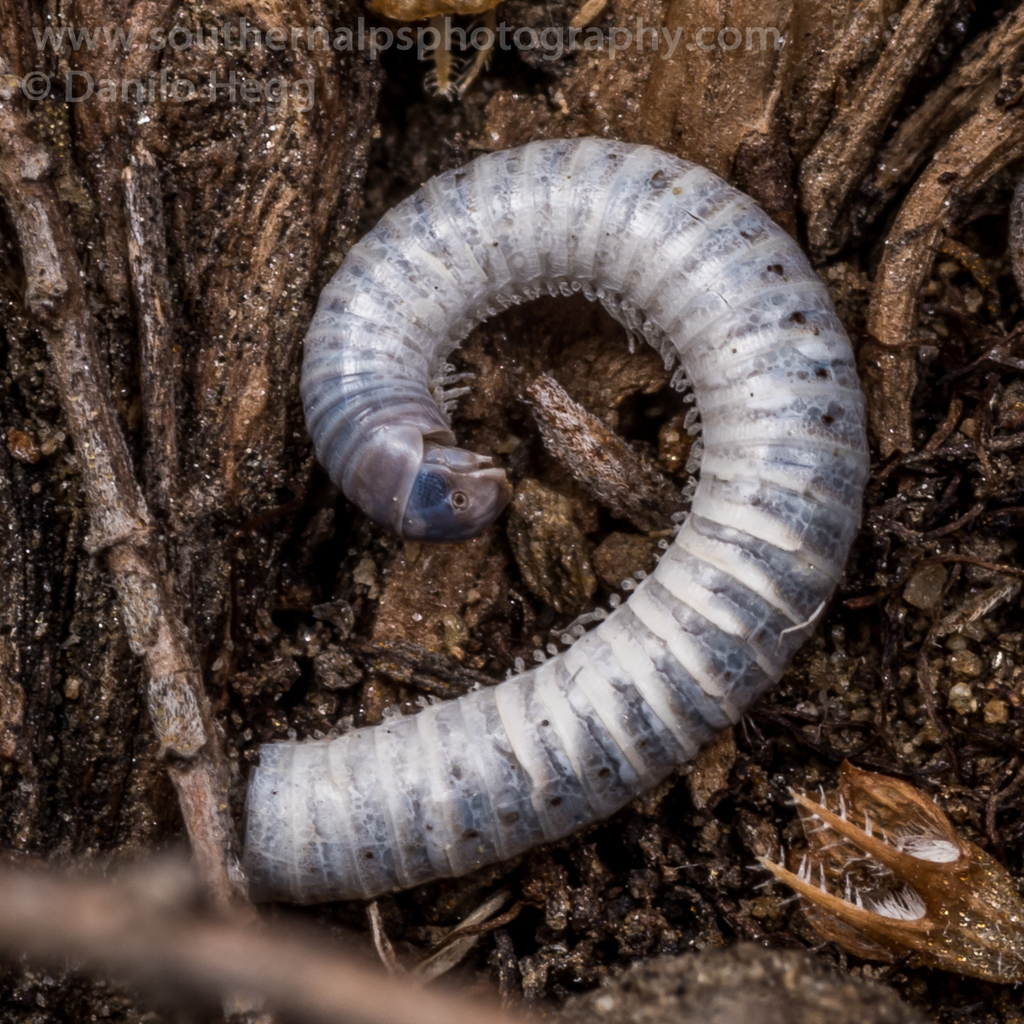 Common Millipedes from Clock on the Hill, Alexandra, Central Otago on ...