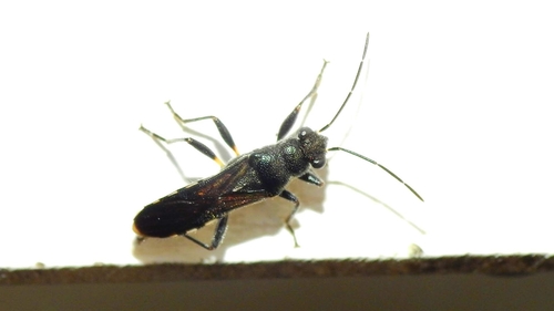 Nerthus taivanicus (Bergroth, 1914)