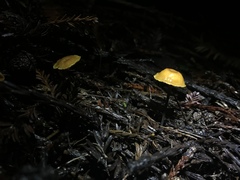 Xeromphalina cauticinalis image