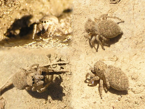 Distinguished Jumping Spider