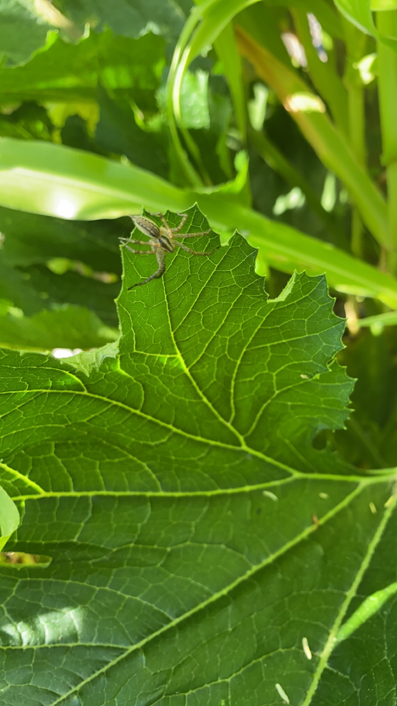 Grass Spiders from Boise on August 5, 2023 at 10:47 AM by Cody Frey ...