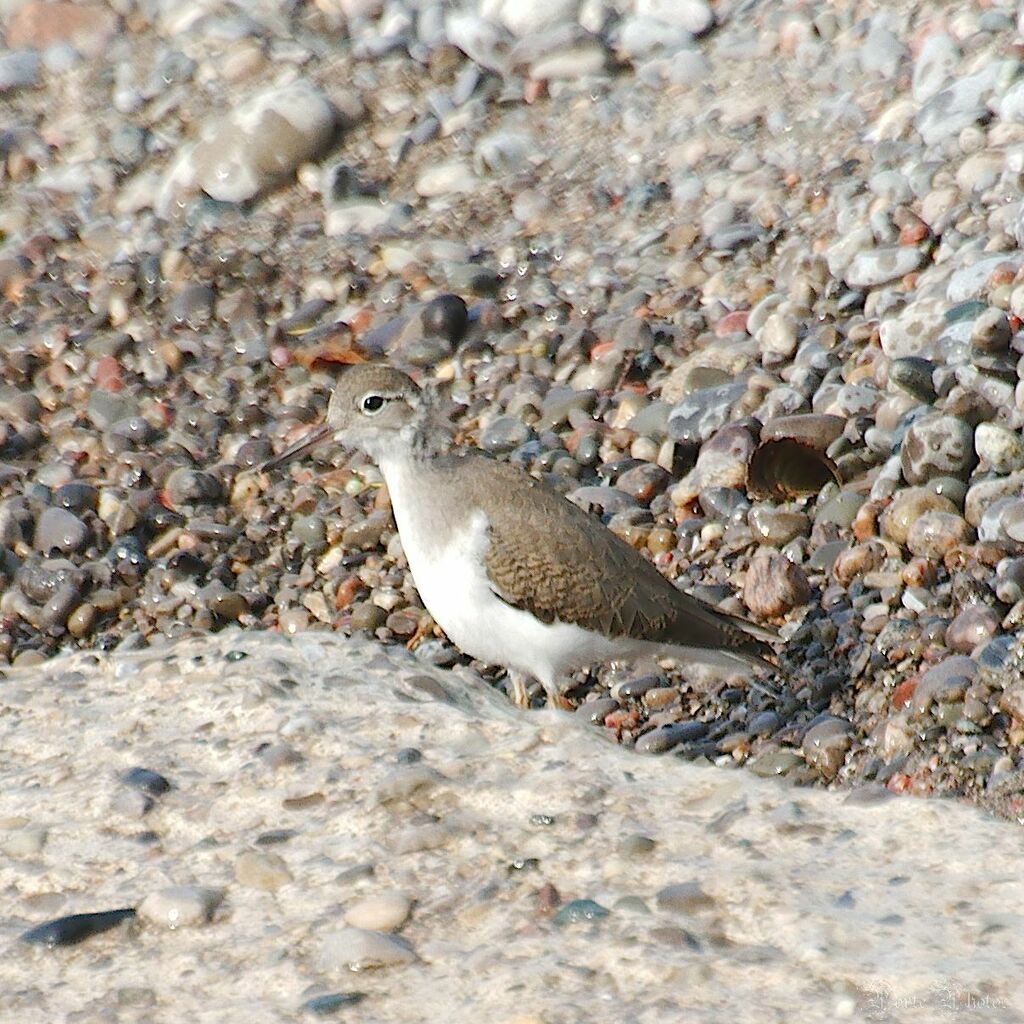 Spotted Sandpiper From Port Glasgow ON N0L 2C0 Canada On August 5   Large 