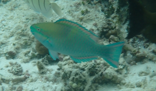 Five-saddle Parrotfish