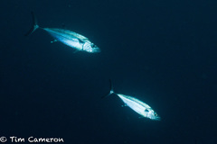 Dogtooth Tuna