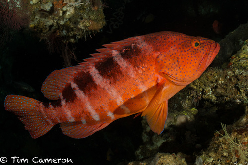 Cephalopholis sexmaculata (Rüppell, 1830)