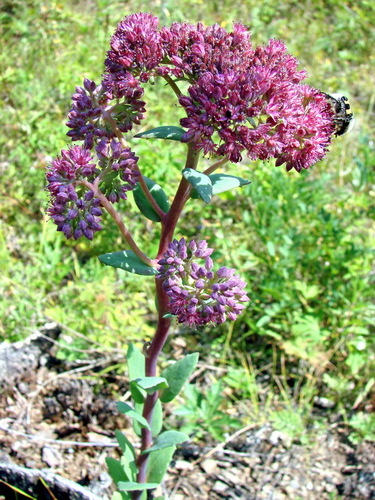 Orpine