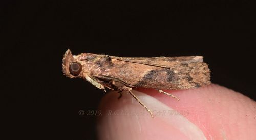 Volobilis biplaga Walker, 1863