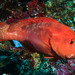 Strawberry Grouper - Photo (c) Lesley Clements, all rights reserved
