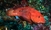 Strawberry Grouper - Photo (c) Lesley Clements, all rights reserved