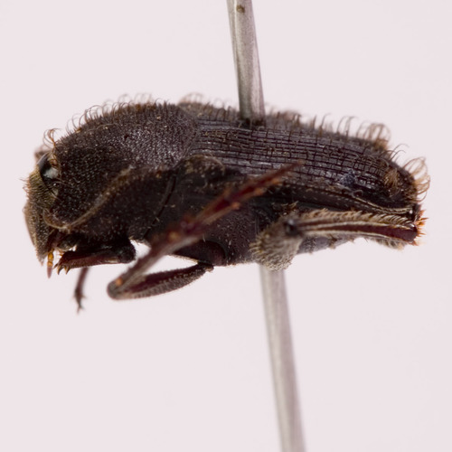 Eurysternus nigrovirens