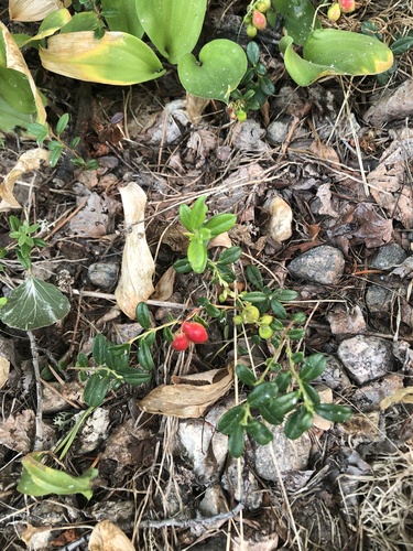 Lingonberry