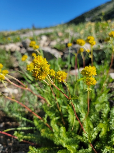 Ivesia gordonii var. wasatchensis