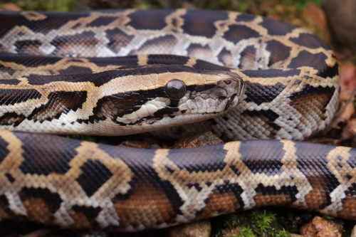 Burmese Python