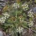 Schulzia albiflora - Photo (c) Dr. Alexey Yakovlev, כל הזכויות שמורות, הועלה על ידי Dr. Alexey Yakovlev
