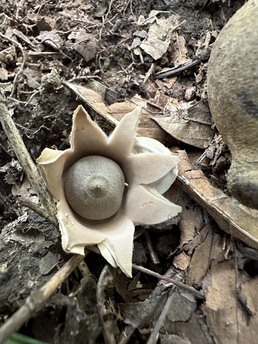 Trichaster (Photo 2 of 6)
