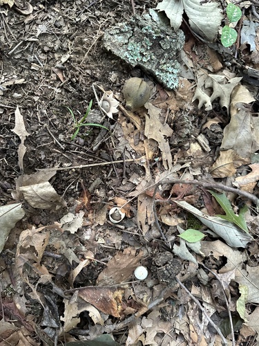 Trichaster (Photo 4 of 6)