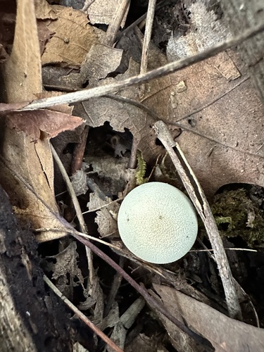Trichaster (Photo 5 of 6)