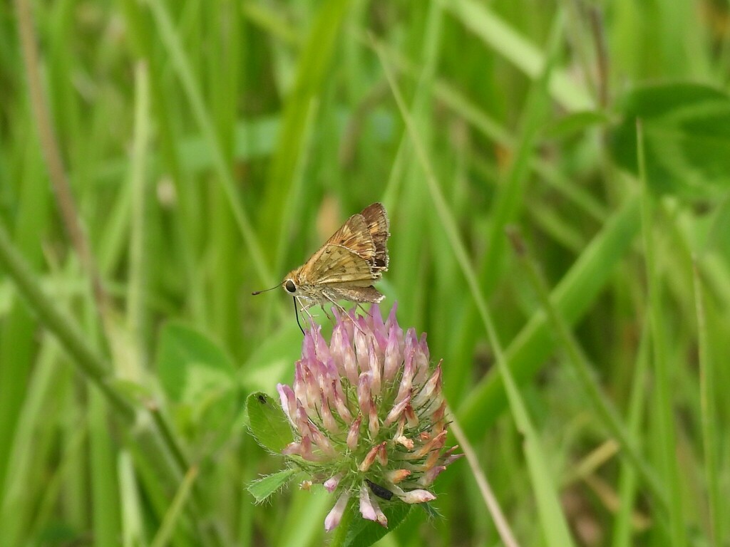 Fiery skipper from story county ia usa on august 5 2023 at 02 10 pm