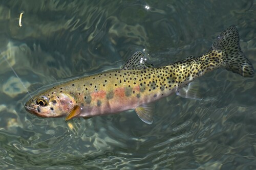 Westslope Cutthroat Trout