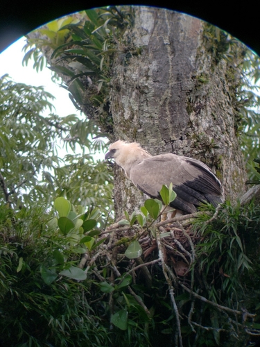 Harpy Eagle