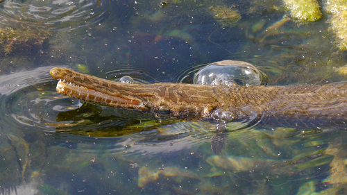 Spotted Gar