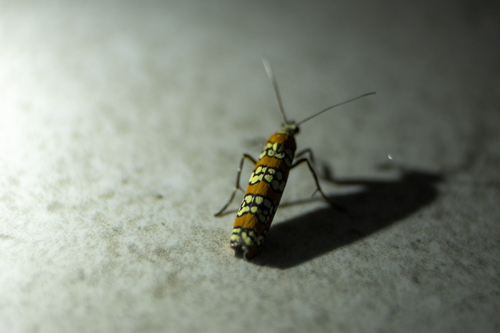 Ailanthus Webworm Moth (Atteva aurea)
