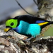 Tangara Tanagers - Photo (c) Ingrid Macedo, all rights reserved